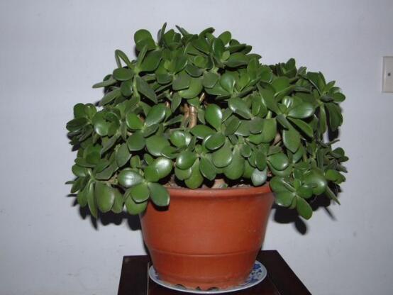 景天樹和玉樹的區(qū)別，教你兩種最容易分辨方法(葉型與花型)