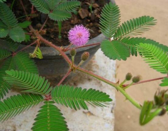 含羞草怎么養(yǎng)長得快，注意這五個要點(diǎn)生長青翠欲滴