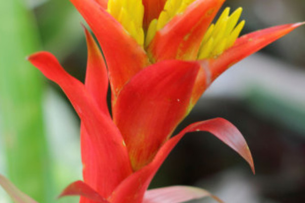 鴻運當(dāng)頭卷葉還能活么