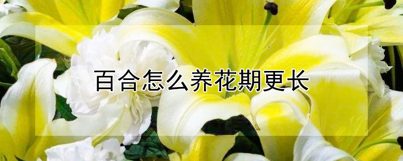 百合怎么養(yǎng)花期更長