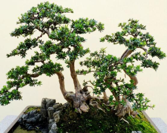 羅漢松可以放客廳嗎，可以/帶來(lái)主人家福氣、鎮(zhèn)守財(cái)寶