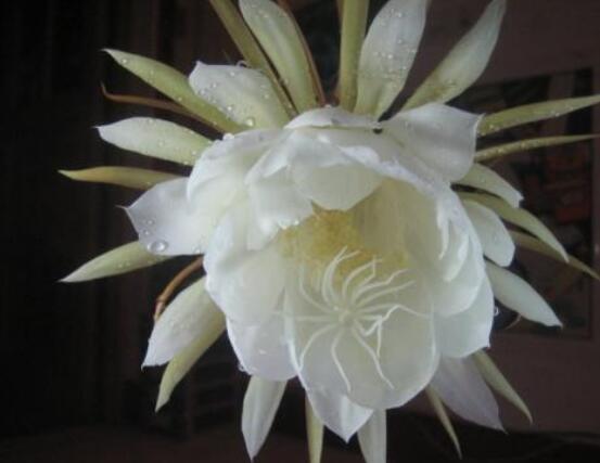 新鮮曇花怎么吃，泡茶喝最為簡單食用(價(jià)值高)