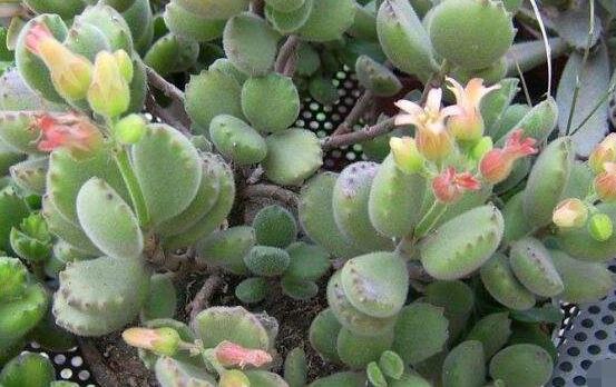 熊童子什么時(shí)候開花，基本上都是在夏末秋初開花