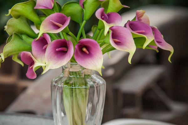 馬蹄蓮發(fā)芽后基本不長(zhǎng)