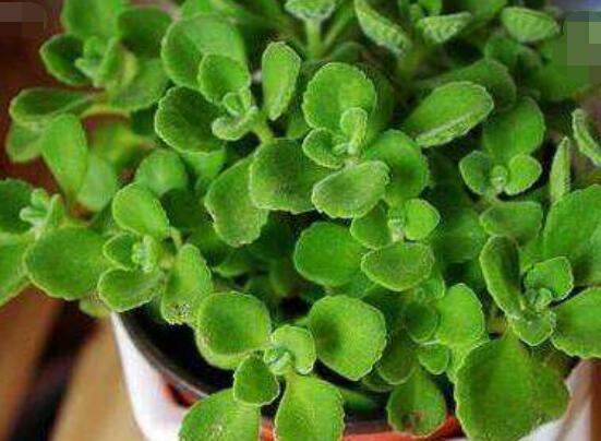 碰碰香怎么扦插，春夏秋季均可/以最基部枝條為主