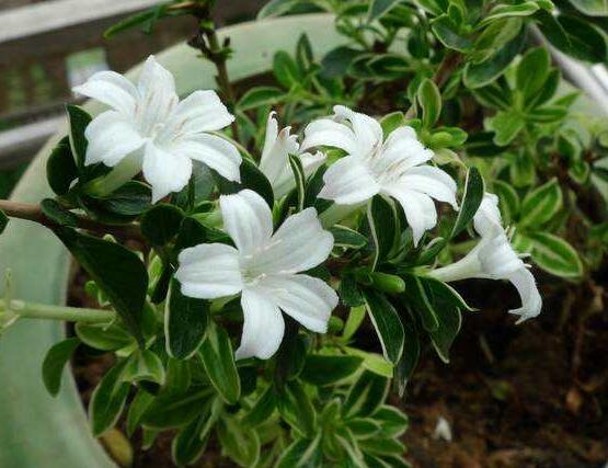 六月雪怎么變粗，做好六點(diǎn)基本方法生長(zhǎng)粗壯