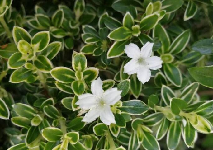 六月雪葉子發(fā)黃脫落怎么辦，分正常落葉和不正常落葉原因