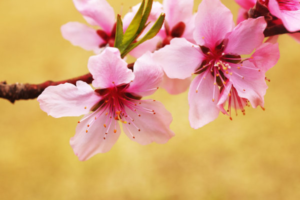 用花瓶如何水養(yǎng)桃花