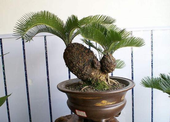 鐵樹能放臥室嗎，盡量不要放（與你爭(zhēng)奪氧氣、呼吸受阻）