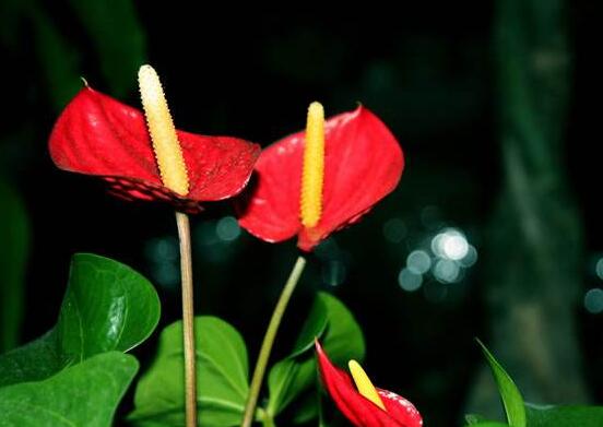 紅掌的作用有哪些，凈化空氣、陶冶情操、五行轉(zhuǎn)化