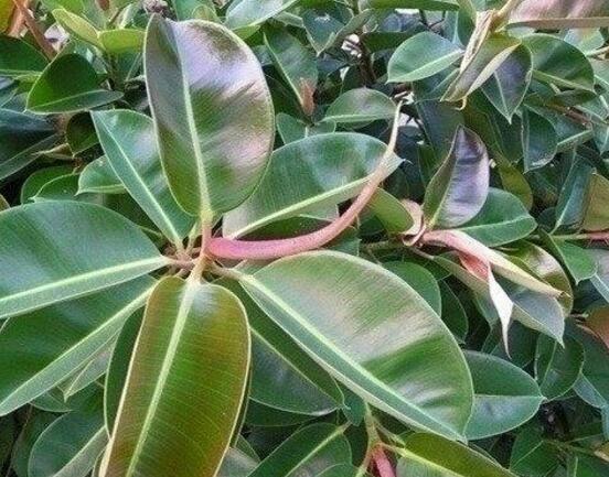 橡皮樹(shù)喜歡什么肥料，氮肥為主、磷鉀肥為輔