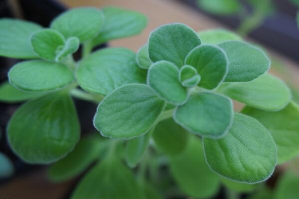 碰碰香什么時候扦插，只要溫度超過15℃就可以扦插