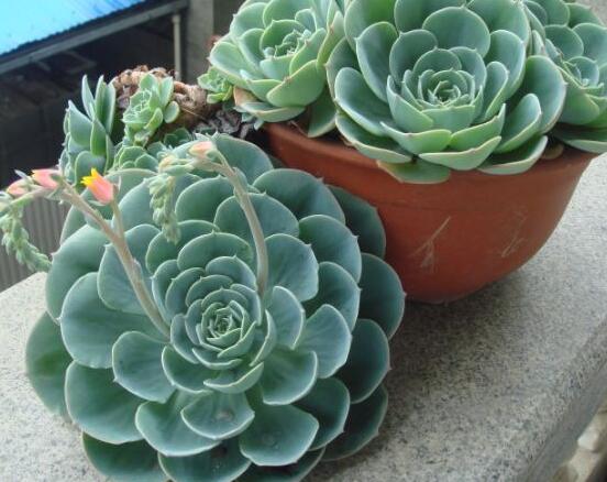 寶石花怎么養(yǎng)，老農(nóng)總結(jié)六大基本養(yǎng)殖方法