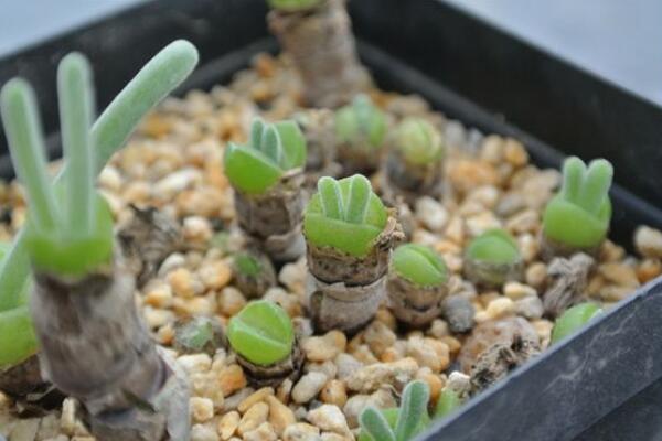 碧光環(huán)怎樣繁殖，詳解碧光環(huán)如何扦插與播種