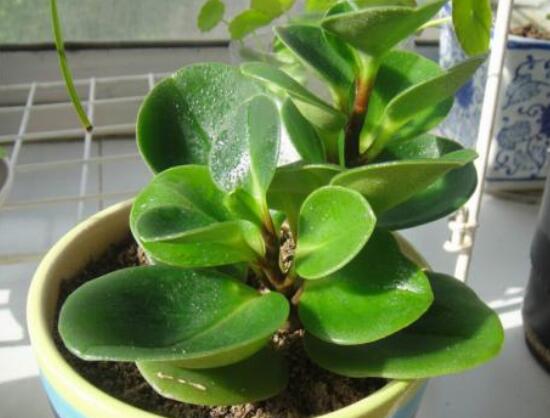 碧玉怎么養(yǎng)才能瘋長(zhǎng)，做好這六點(diǎn)可生長(zhǎng)得盆盆爆滿