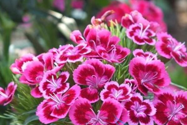 常夏石竹花的花語(yǔ)