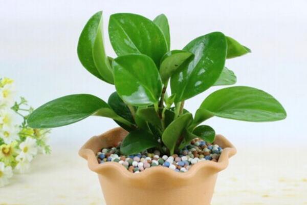 碧玉花植物如何移栽，簡單三步教你扦插成活