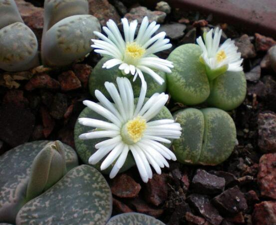 生石花移植方法，做好六點(diǎn)基本步驟成功率百分百