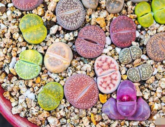 生石花有什么用，老農(nóng)總結(jié)最常見四個作用