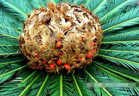 鐵樹果的功效與作用，化濕降濁、健脾和胃、去痰止咳