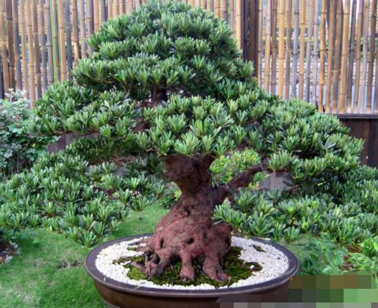 羅漢松盆景怎么摘心，修剪頂部的生長點(diǎn)(樹梢枝為10厘米最佳)