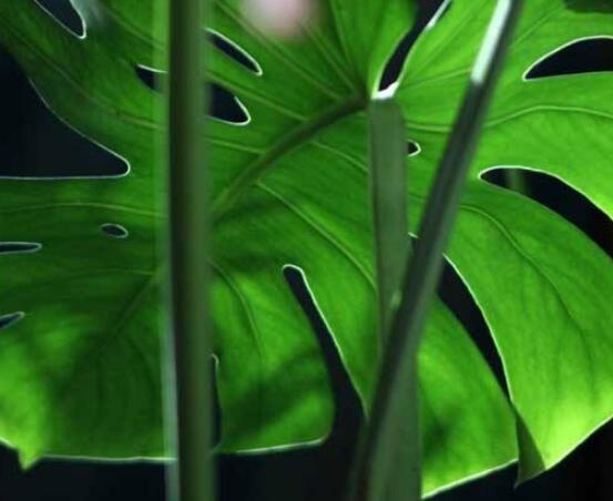 龜背竹晚上放臥室嗎，可以/凈化空氣、添福加壽、有利健康