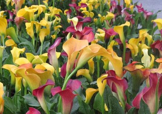 彩色馬蹄蓮花期多長，從11月一直開放到來年5月(半年)