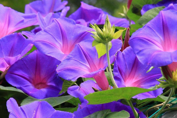 牽牛花能在花盆里生長嗎