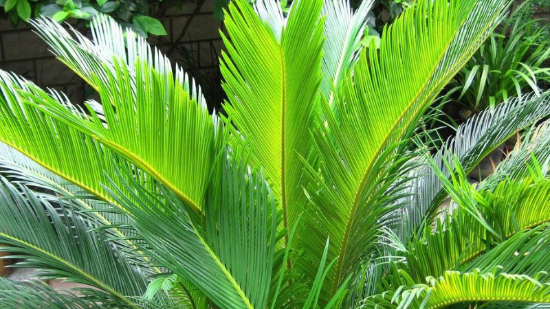 鐵樹怎么繁殖，多采用播種的方式種植