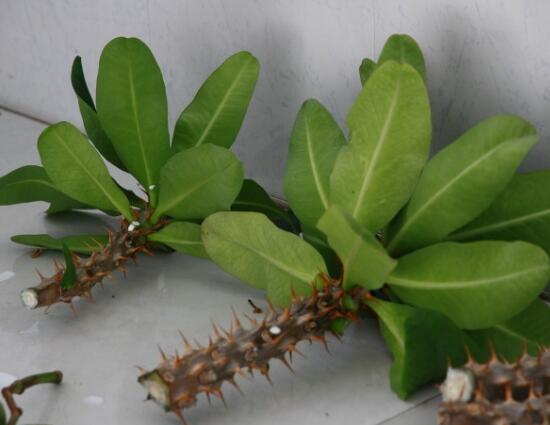 虎刺梅扦插方法，教你五個步驟扦插爆盆