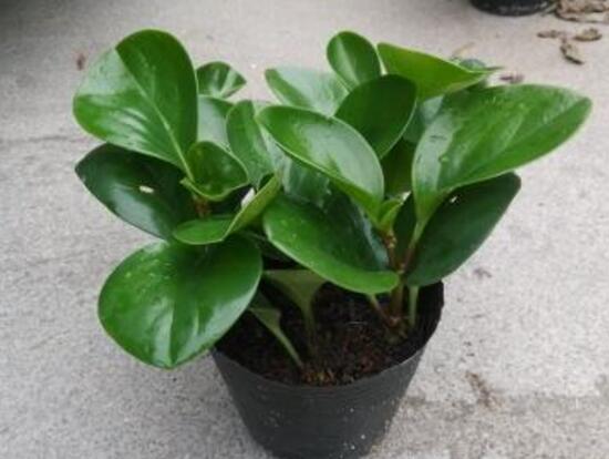 碧玉的花語是什么，碧玉花的風(fēng)水寓意