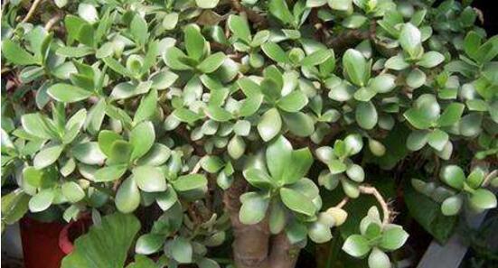 玉樹常見(jiàn)的病蟲害防治，教你四種辦法簡(jiǎn)單學(xué)會(huì)