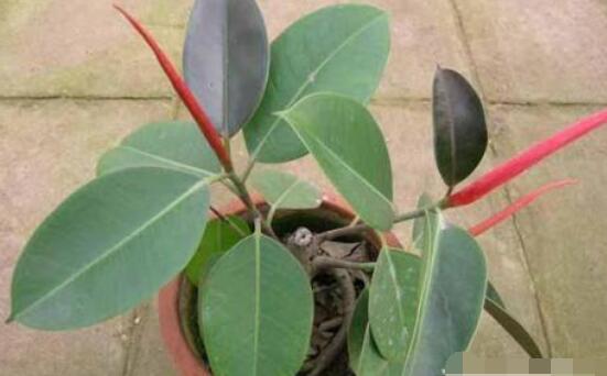 橡皮樹葉子下垂怎么辦，四種原因以及解決辦法