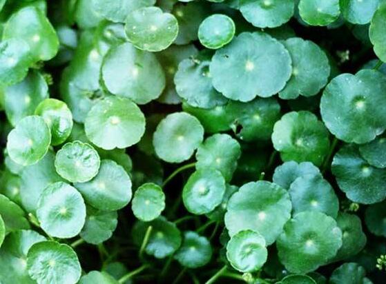 銅錢(qián)草的養(yǎng)殖方法和注意事項(xiàng)，老農(nóng)總結(jié)八大基本方法