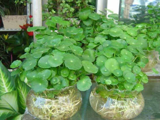 銅錢草水培變黃怎么辦，做好六大要點(diǎn)變得青翠碧綠