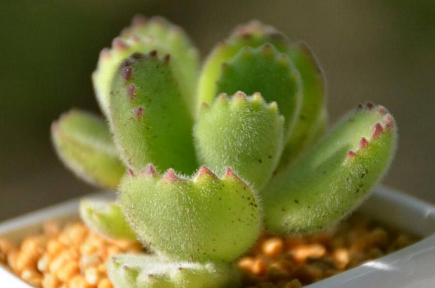 熊童子的種類，綠熊、白熊、黃熊三大種類