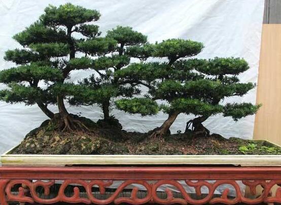 羅漢松風(fēng)水學(xué)和寓意，趨吉避兇，辟邪化煞