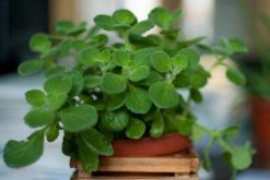 碰碰香徒長了怎么辦，適當(dāng)修剪并加強管理