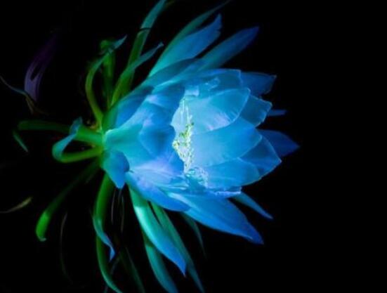 曇花的病蟲害及其防治，詳解四種病蟲害防治大全