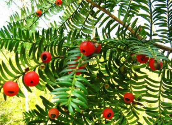 東北紅豆杉與南方紅豆杉有什么區(qū)別，介紹最簡單的三種區(qū)別方法