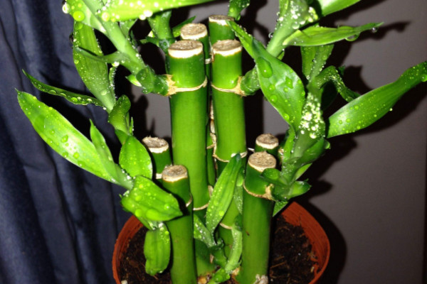 富貴竹光桿能長新葉嗎