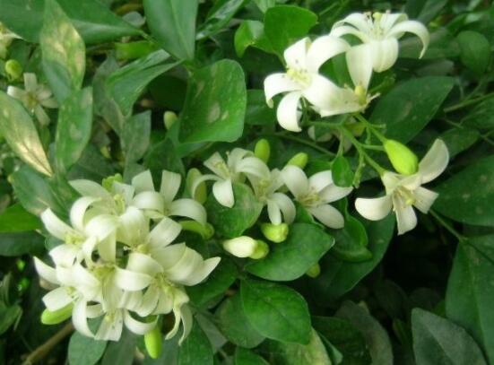 九里香盆景修剪，老農(nóng)總結(jié)四大基本步驟(摘心/摘芽/修枝/摘葉)