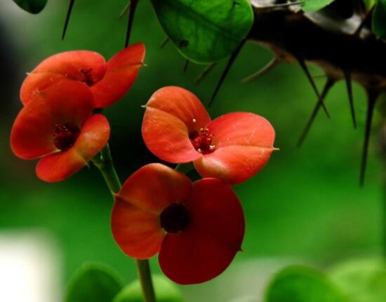 虎刺梅花瓣有毒嗎，皮膚接觸紅腫發(fā)癢/誤食惡心嘔吐