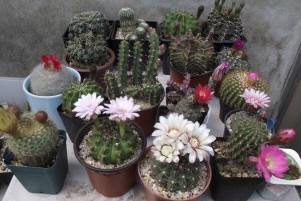仙人掌的資料，簡介、種類以及價值