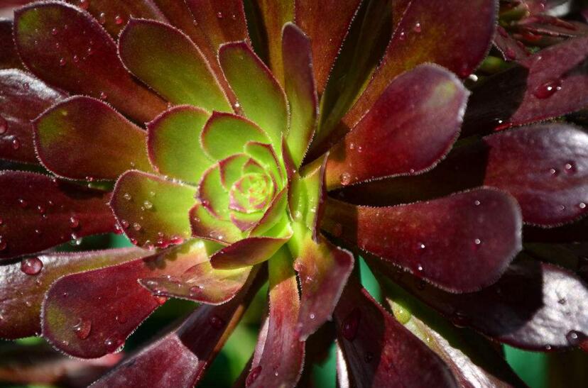 寶石花有毒嗎，無毒且對(duì)痛風(fēng)有著很好的治療效果