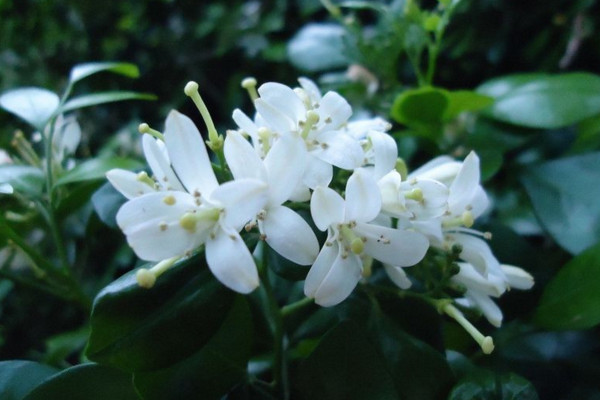 九里香如何長(zhǎng)粗，通過(guò)光照、溫度、施肥、修剪4步進(jìn)行