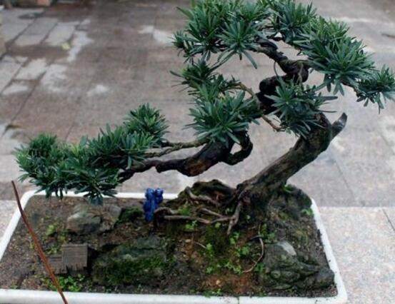 盆栽羅漢松怎么養(yǎng)，盆栽羅漢松養(yǎng)殖方法