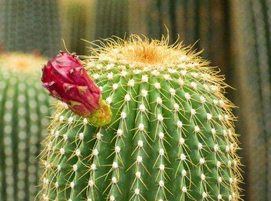 仙人球用什么肥料，鉀、磷肥為主，氮肥為輔