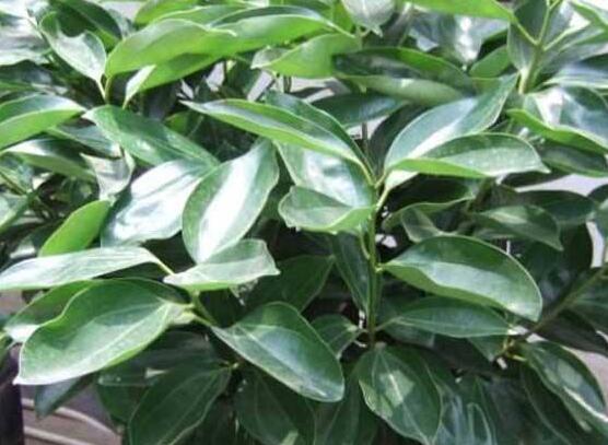 平安樹(shù)適合放客廳嗎，凈化空氣、招財(cái)生旺