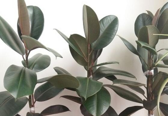 橡皮樹怎么修剪，橡皮樹修剪方法